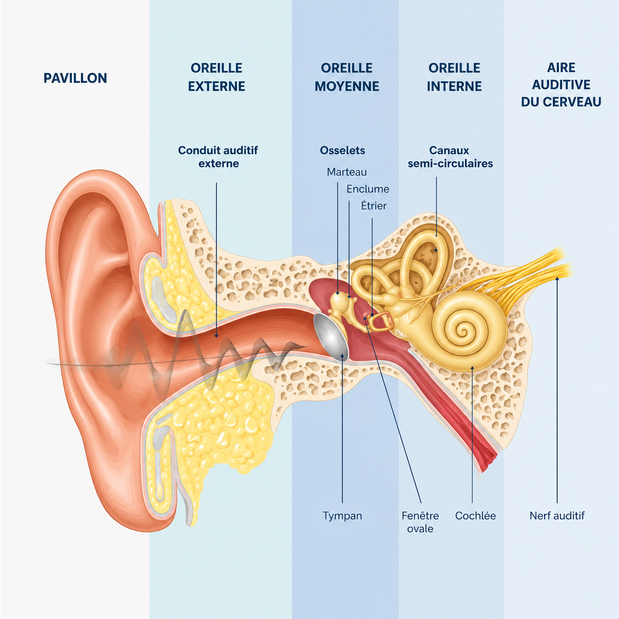 Schéma anatomique du système auditif humain : oreille externe, oreille moyenne et oreille interne